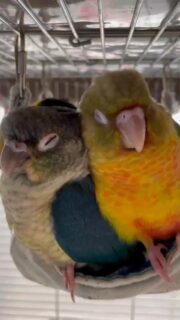 お隣に全力で寄りかかって眠る #パイナップル ちゃん🤣
#安眠 #ウロコインコ #鳥のいるカフェ #雛