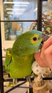 最初はド緊張だった #アオボウシインコ ちゃんも、少しずつ触れ合えるように…❤️
この可愛いお顔に、母性くすぐられる方が急増中☝️✨
#鳥のいるカフェ #お迎え募集中 #販売