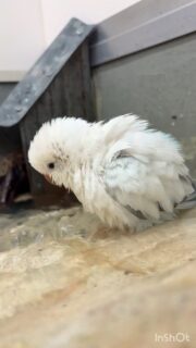 #オキナインコ ちゃんの #水浴び
#鳥のいるカフェ #日常