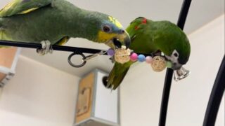 パステルカラーが可愛い、小ぶりな #バードトイ ♪
鈴を鳴らしたり、ラタンボールをかじったり✨
小型インコちゃんにぴったりです🦜❤️
【三色団子パステル】
お買い求めはこちらから⬇️
toricafe.shop-pro.jp/?pid=162861585
#鳥のいるカフェ