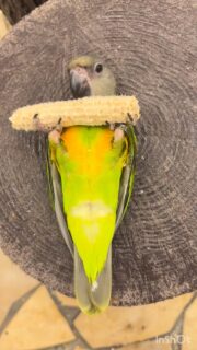 #ミニコーン の芯を大事に持ってコロン🥰
#鳥のいるカフェ #ふれあい #セネガルパロット
