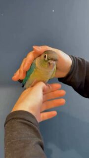 当店で生まれた #ウロコインコ ちゃん達❣️

カラーがまだ分からない程小さい雛達もご覧いただけます😍
これからどんな色に育っていくのかも楽しみのひとつです✨

 #鳥のいるカフェ #千駄木店 #販売 #雛