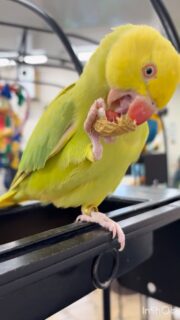 1粒の #落花生 を大事に食べてると、あげたかいがありますよね💕︎
#鳥のいるカフェ #ワカケホンセイインコ #おやつ