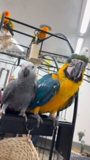 絶妙な距離感の #ヨウム と #ルリコンゴウインコ

#鳥のいるカフェ #日常